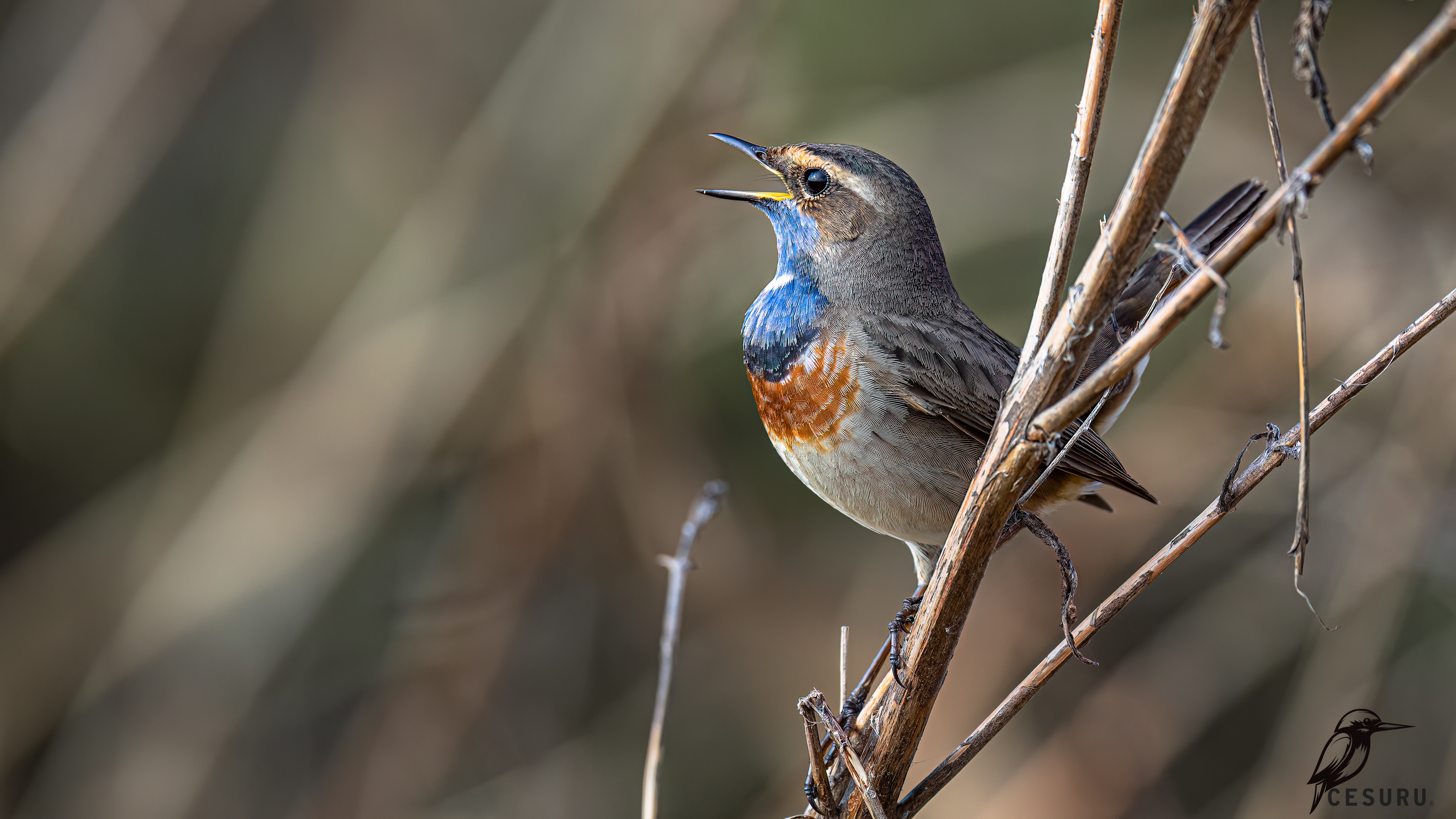 Bluethroat
